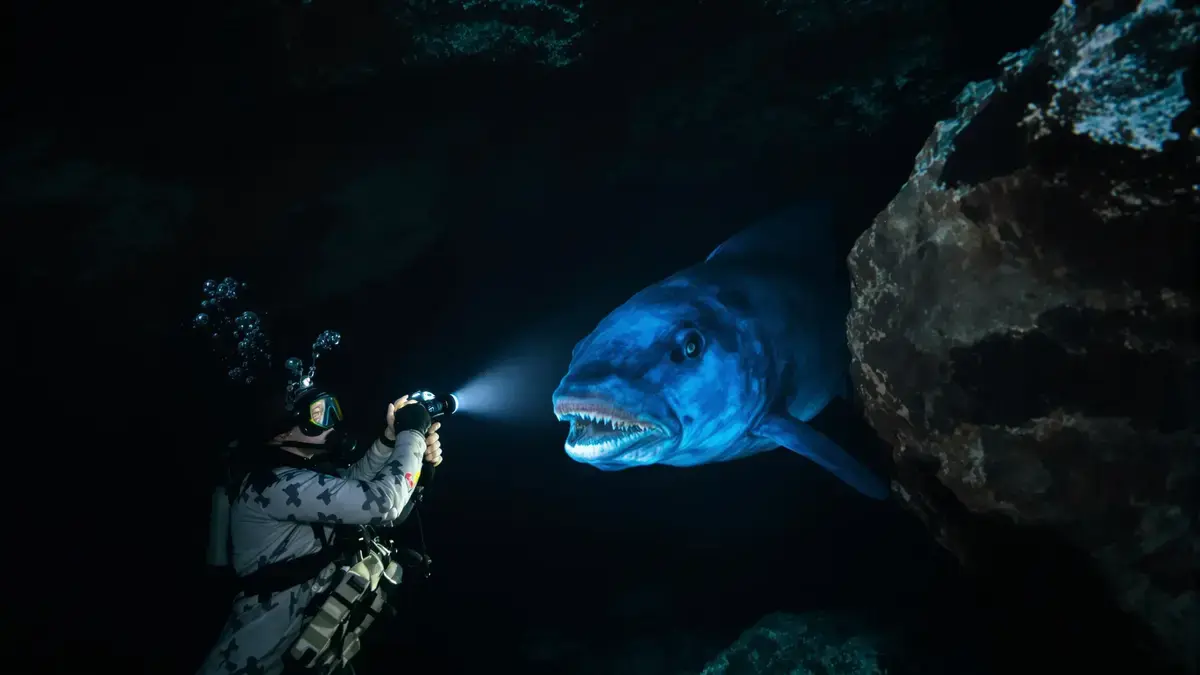 Deskundigen zijn het eens: de ontdekking van een iconische soort in Indonesië is niet onbeduidend en kan het lokale mariene ecosysteem bedreigen